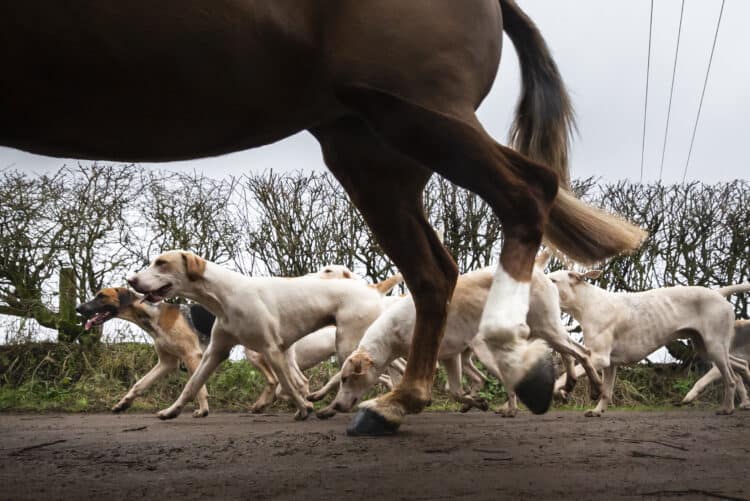 Members of the Grove and Rufford Hunt take part in a traditional Boxing Day hunt in South Yorkshire. Dozens of Boxing Day hunts have gone ahead across the UK as campaigners call for tougher laws to keep foxes safe.